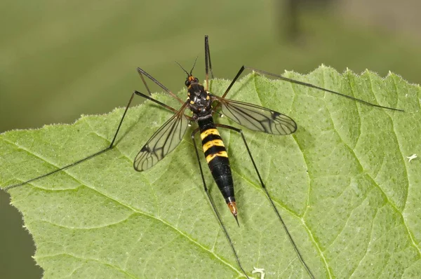 True Crane Fly Detailed Macro Shot View — Stock Photo, Image