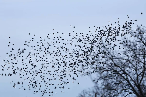 Imagem Turva Aves Voadoras Árvore Nua — Fotografia de Stock