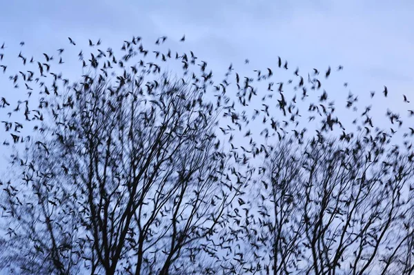 Ptaki Gołe Drzewa — Zdjęcie stockowe