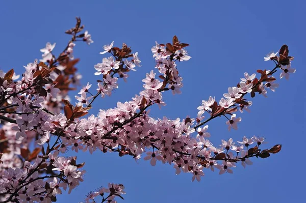 Blühende Zweige Der Purpurblättrigen Kirschpflaume — Stockfoto