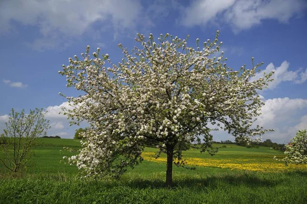 Florescendo Árvore Maçã Malus Domesticus Prado — Fotografia de Stock