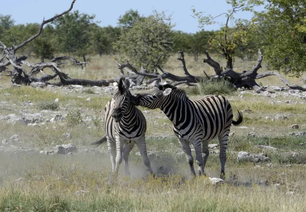 Zebre Delle Pianure Nel Parco Nazionale Etosha Namibia Africa — Foto Stock