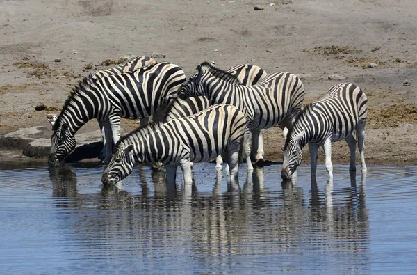 平原斑马在水坑饮用水 — 图库照片