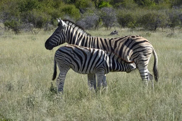 Planícies Zebras Prado Potro Aleitamento Equus Quagga Parque Nacional Etosha — Fotografia de Stock