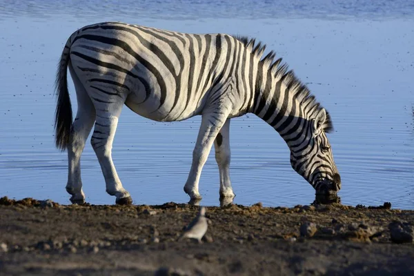 Planícies Zebra Água Potável Poço — Fotografia de Stock