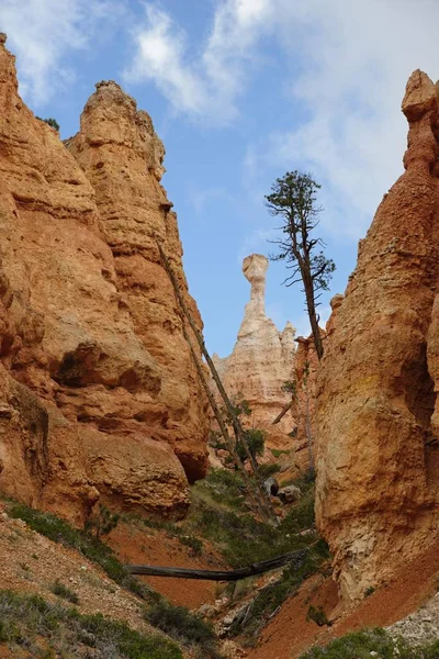 Sandsten Pelare Thors Hammer Nationalparken Bryce Canyon Utah Usa Nordamerika — Stockfoto