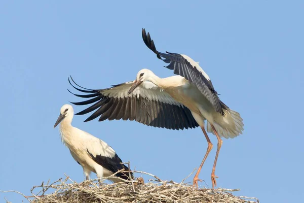Weißstörche Zwei Jungstörche Auf Einem Nest Bei Flugübungen — Stockfoto