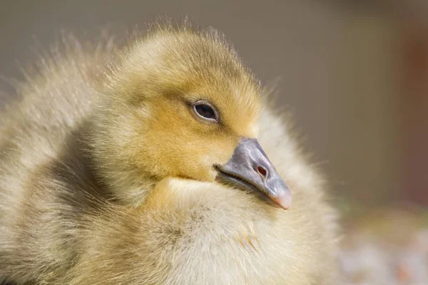 Gelbe Kleine Gans Graugans Porträt — Stockfoto