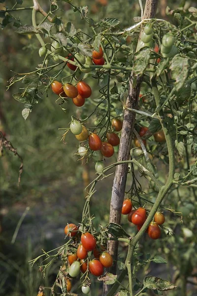 Tomatenplantage Rosa Thailändische Eipflaumen Tomaten Chiang Mai Provinz Chiang Mai — Stockfoto