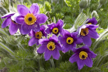 closeup view of pasque flowers or pasqueflower clipart