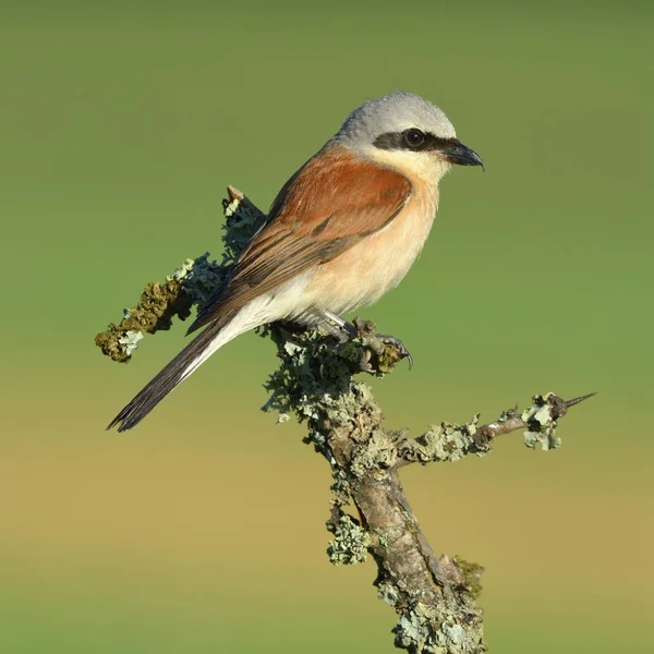 Red Backed Shrike Perched Twig Blurred Background — Stock Photo, Image