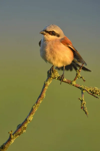 Red Backed Shrike Perched Twig Blurred Background — Stock Photo, Image