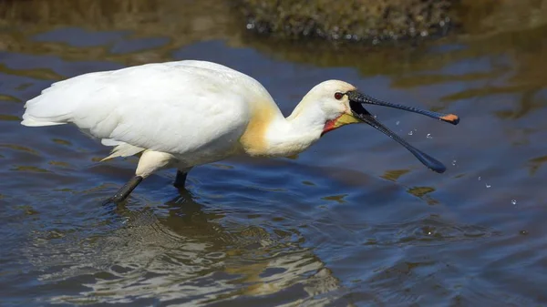 Eurasischer Löffler Auf Nahrungssuche Wasser — Stockfoto