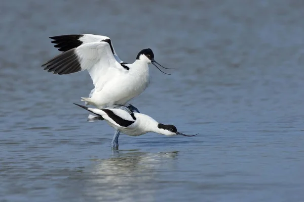 Pied Avocets Mating Water Wild Life — Stock Photo, Image