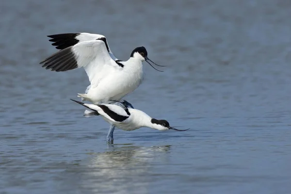 Pied Avocets Apareándose Agua Vida Silvestre — Foto de Stock