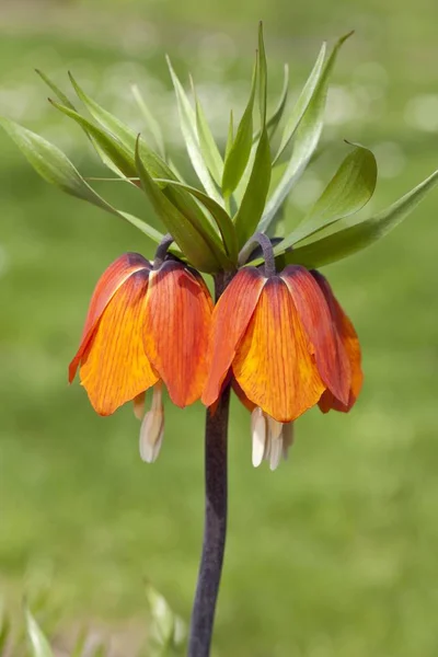 Crown Imperial Fritillary Flower Blurred Background — Stock Photo, Image