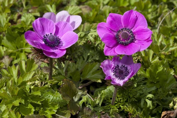 Anémona Amapola Caléndula Española Creciendo Jardín Verde — Foto de Stock