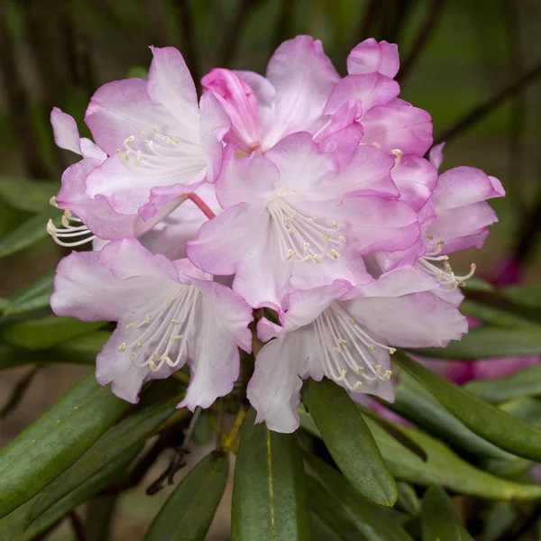 Rhododendron Flower Blurred Background — Stock Photo, Image