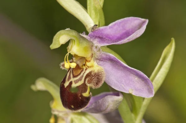 Bee Orchid Flower Blurred Background — Stock Photo, Image