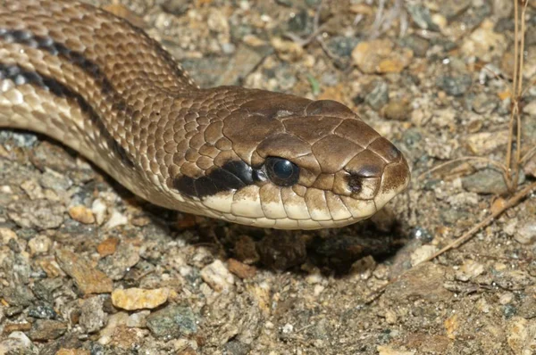 Closeup View Four Lined Snake — Stock Photo, Image