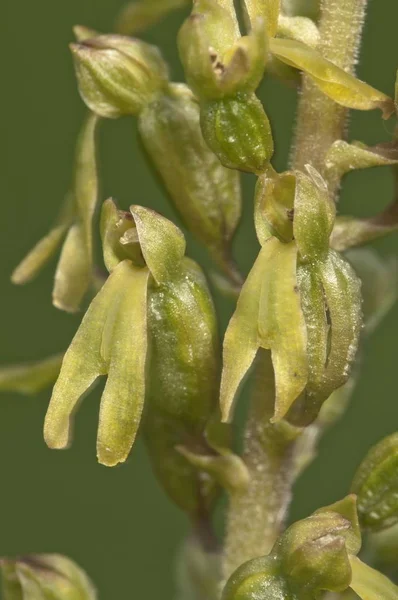 Common Twayblade Listera Ovata Inflorescence Neresheim Baden Wrttemberg Alemania Europa —  Fotos de Stock