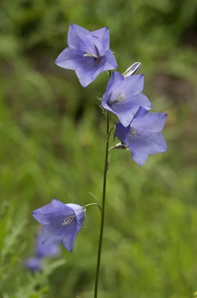 Bellflower Hojas Melocotón Sobre Fondo Borroso Verde —  Fotos de Stock