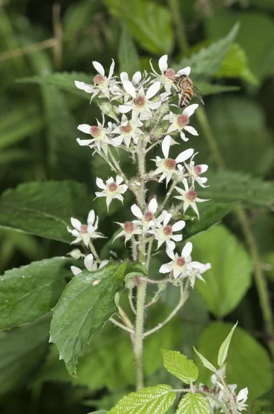 Brombeere Rubus Fruticosus Blütenstand Untergrningen Abtsgmünd Baden Württemberg Deutschland Europa — Stockfoto