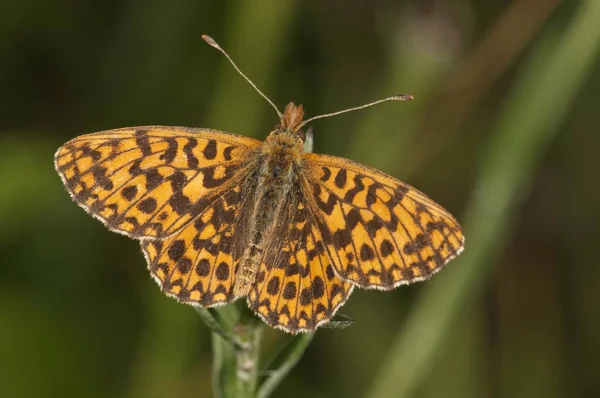 Weaver Fritillary Violet Fritillary Detailed Macro Shot View — Stock Photo, Image