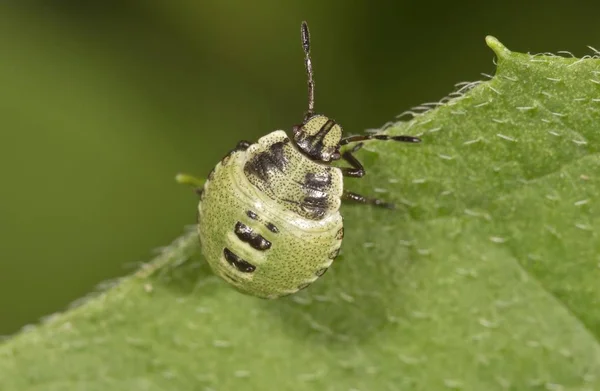 Common Green Shieldbug Vista Macro Detallada — Foto de Stock