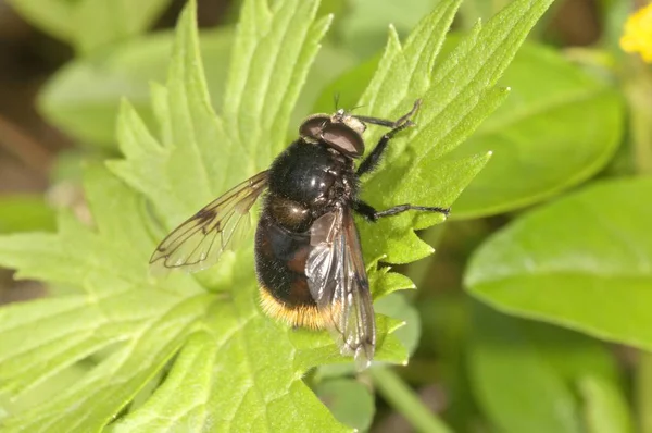 Μεγάλη Hoverfly Λεπτομερείς Μακροεντολή Πυροβολισμό Προβολή — Φωτογραφία Αρχείου