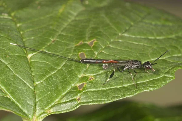 Gasteruptiid Wasp Ayrıntılı Makro Görünümü Vurdu — Stok fotoğraf