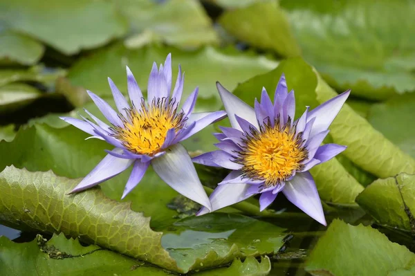 Giant water lilies in green leaves background