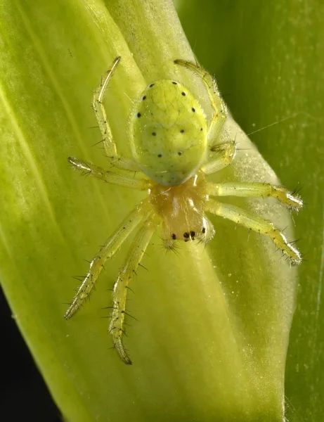 Cucumber Green Spider Araniella Cucurbitina Animal Joven Iris Portador Iris —  Fotos de Stock