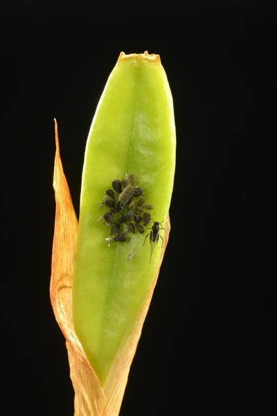 Αποικία Ενήλικων Αφιδών Aphididae Lily Lilium Pest Baden Wrttemberg Γερμανία — Φωτογραφία Αρχείου