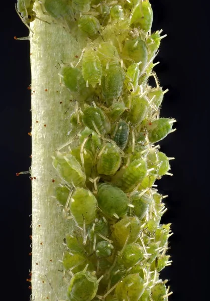 Colony Small Permanent Currant Aphids Detailed Macro Shot View — Stock Photo, Image