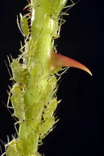 Colony Large Rose Aphids Vista Macro Detallada —  Fotos de Stock