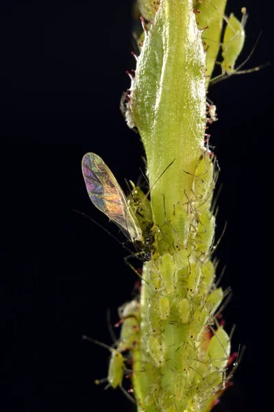 Colonia Aphids Grandes Rosa Una Rosa —  Fotos de Stock