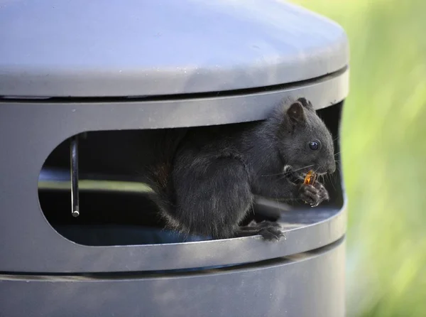 Squirrel (Sciurus vulgaris), melanistic animal with black fur, sitting in a garbage can and eating wine gums, waste, Stuttgart, Baden-Wrttemberg, Germany, Europe