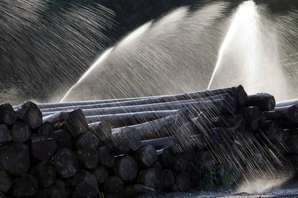 Armazenamento Húmido Irrigação Artificial Para Preservação Troncos Árvores Neustadt Floresta — Fotografia de Stock