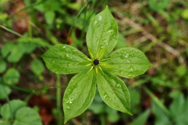 Herb Paris True Lover Knot Paris Quadrifolia Berchtesgadener Land District — Foto Stock