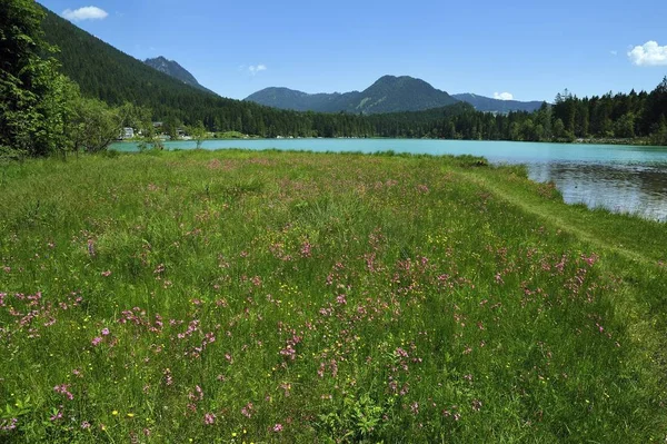 Blick Auf Blühende Wiesen Mit Rotkehlchen Grün Schimmernden Hintersee Ramsau — Stockfoto