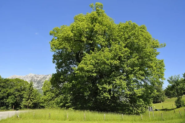 著名的辛登堡 林德的风景 石灰树 1100年 大叶石灰 拉姆绍北贝希特斯加登 贝希特斯加登州 上巴伐利亚 巴伐利亚 — 图库照片