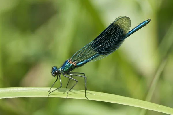 Banded Demoiselle Detailed Macro Shot View Stock Picture