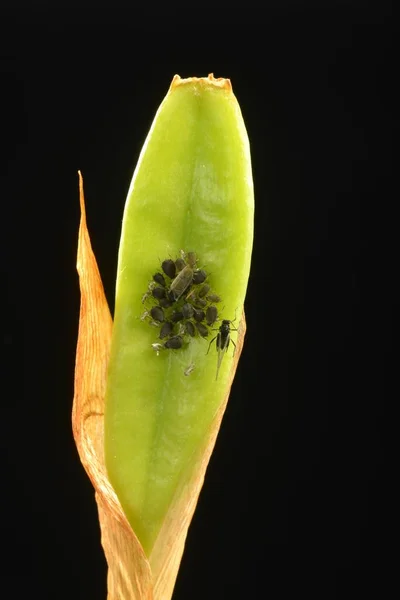 Colony of adult Aphids (Aphididae) on a Lily (Lilium), pest, Baden-Wrttemberg, Germany, Europe — Stock Image Colony Adult Aphids Aphididae Lily Lilium Pest Baden Wrttemberg Germany Stock Picture