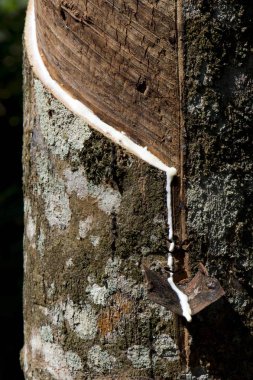 Incised Rubber Tree (Hevea brasiliensis), natural rubber production on a plantation, Peermade, Kerala, India, Asia  clipart