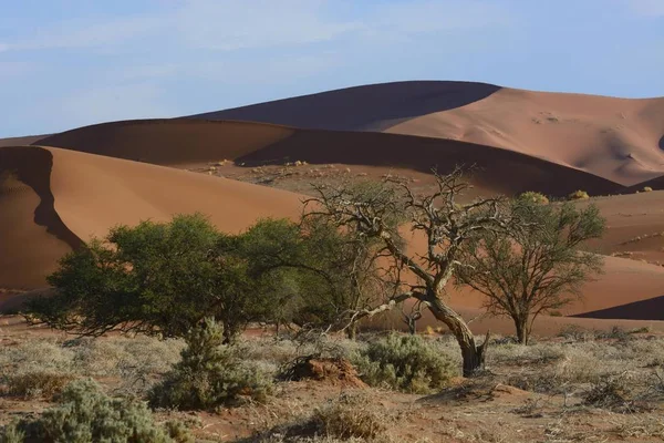 Close Vista Das Árvores Uma Paisagem Desértica Namíbia Hardap Region — Fotografia de Stock