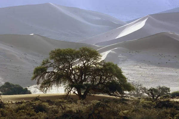 Vista Panorâmica Vegetação Frente Dunas Areia Namib Hardap Region Namíbia — Fotografia de Stock