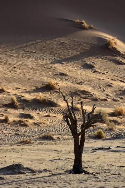 沙漠景观中的死树 纳米布沙漠 Hardap 纳米比亚 — 图库照片