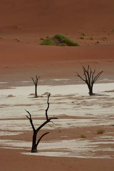 Мертвые Деревья Dead Vagor Deadvest Nebb Регион Хардап Nebia Африка — стоковое фото