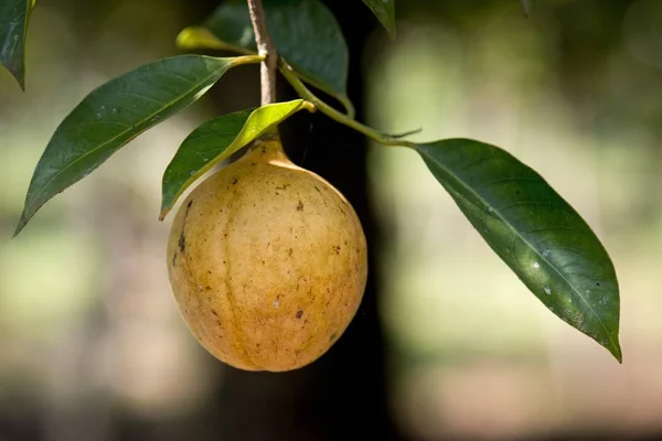 Fruta Noz Moscada Crescendo Uma Árvore Noz Moscada Fragrâncias Myristica — Fotografia de Stock